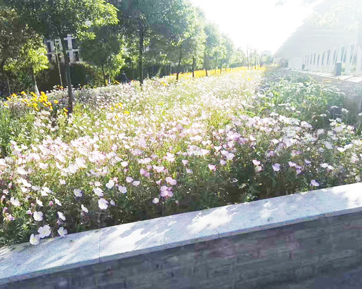 園林綠化的這些好處，你知道嗎？