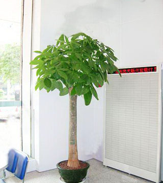 蘇州花卉租賃有什么好處？